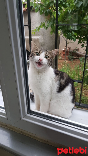 Tekir Kedi, Kedi  Prenses fotoğrafı
