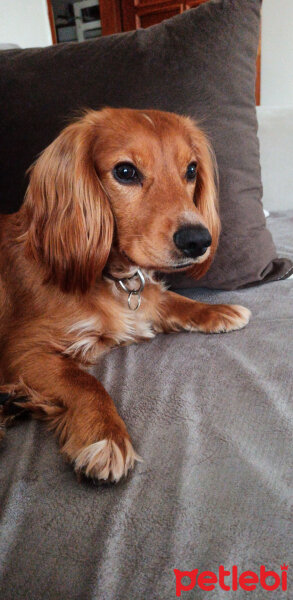 İngiliz Cocker Spaniel, Köpek  Max fotoğrafı