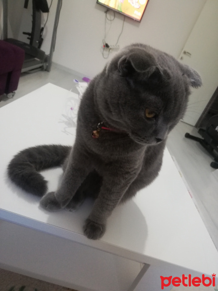Scottish Fold, Kedi  Miu fotoğrafı