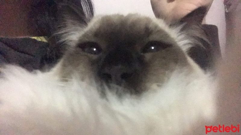 Sibirya Kedisi, Kedi  Draco fotoğrafı