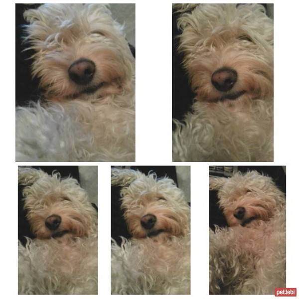 Maltese, Köpek  gipsy fotoğrafı