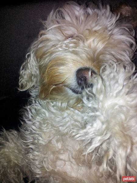 Maltese, Köpek  gipsy fotoğrafı