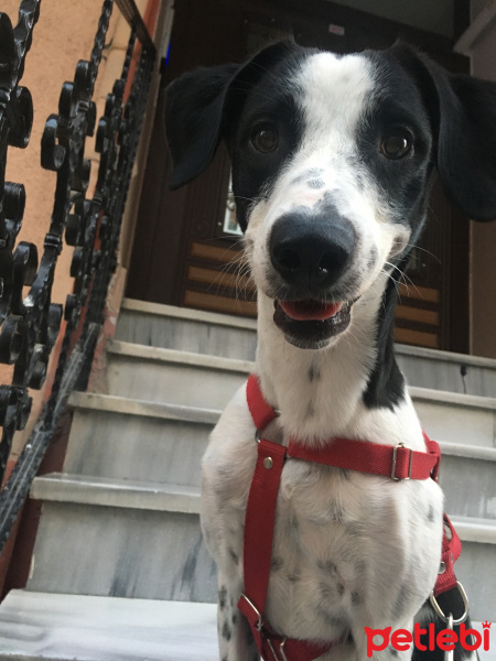İngiliz Setter, Köpek  Milka fotoğrafı