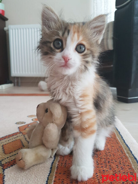 Tekir Kedi, Kedi  Tarçın fotoğrafı