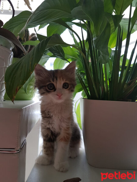 Tekir Kedi, Kedi  Tarçın fotoğrafı