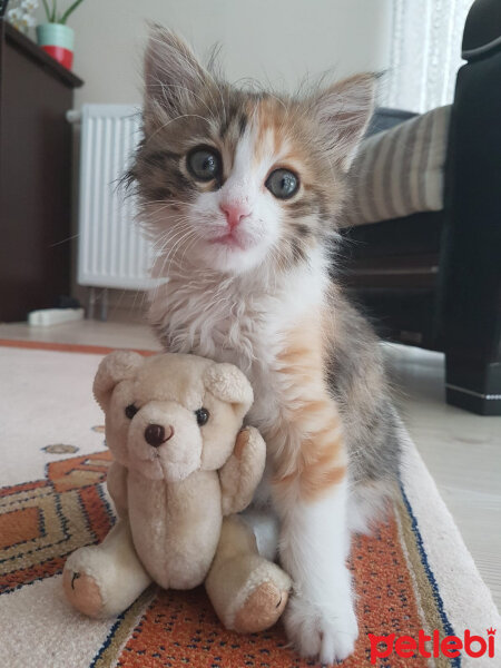 Tekir Kedi, Kedi  Tarçın fotoğrafı