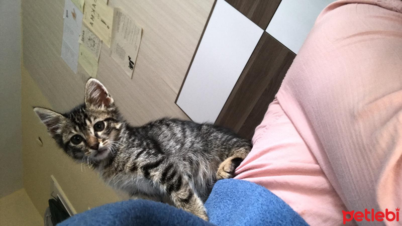 Tekir Kedi, Kedi  Hector fotoğrafı