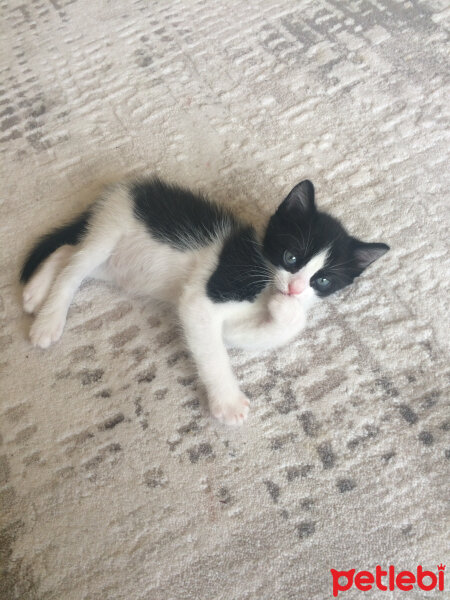 Ankara Kedisi, Kedi  sylvester fotoğrafı