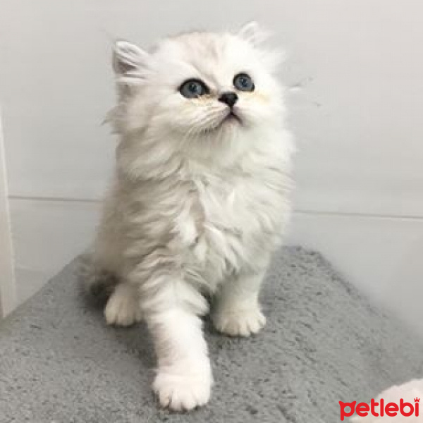 Chinchilla, Kedi  Tishka fotoğrafı