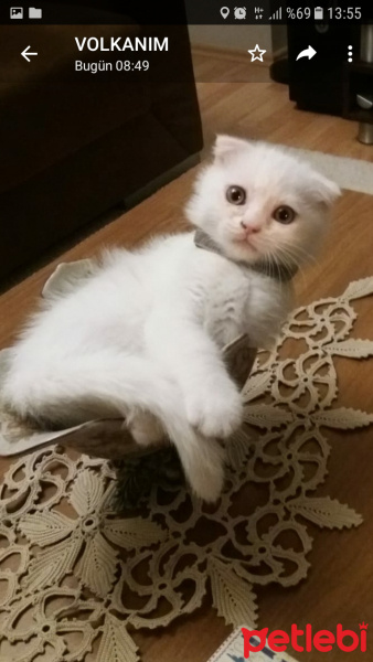 Scottish Fold, Kedi  Coco fotoğrafı