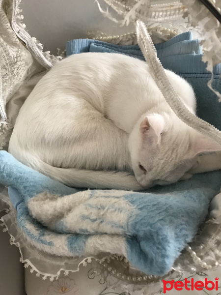 Van Kedisi, Kedi  Puffy fotoğrafı