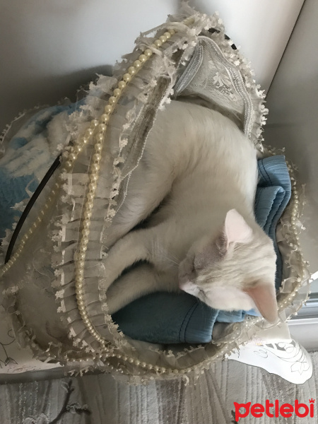 Van Kedisi, Kedi  Puffy fotoğrafı