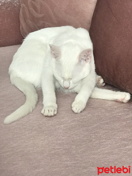 Van Kedisi, Kedi  Puffy fotoğrafı