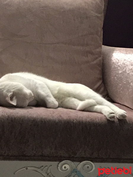 Van Kedisi, Kedi  Puffy fotoğrafı
