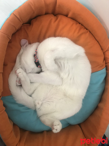 Van Kedisi, Kedi  Puffy fotoğrafı