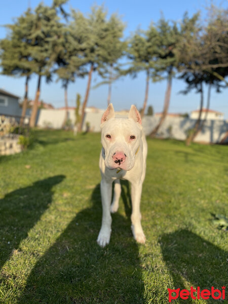 Dogo Arjantin, Köpek  Melo fotoğrafı