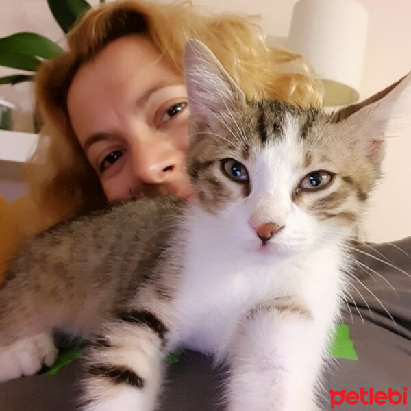 Tekir Kedi, Kedi  Cuma fotoğrafı