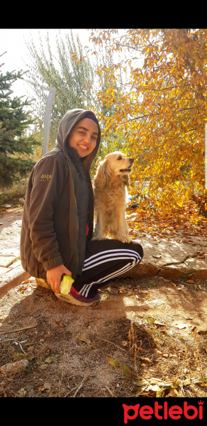 Amerikan Cocker Spaniel, Köpek  Zeytin fotoğrafı