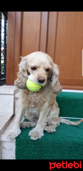 Amerikan Cocker Spaniel, Köpek  Zeytin fotoğrafı