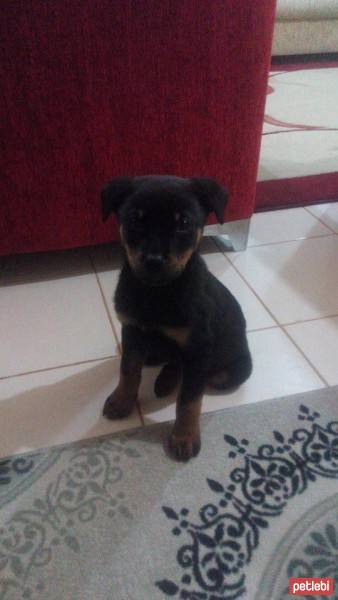 Rottweiler, Köpek  Rody fotoğrafı