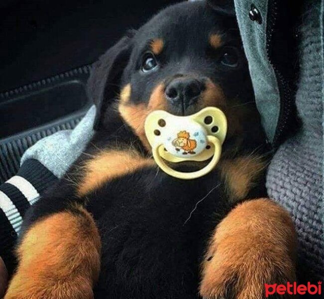 Rottweiler, Köpek  Rody fotoğrafı