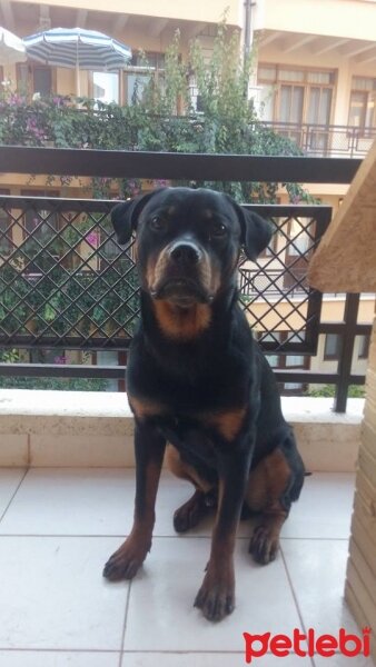 Rottweiler, Köpek  Rody fotoğrafı