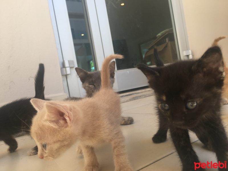 Tekir Kedi, Kedi  İsimsiz fotoğrafı