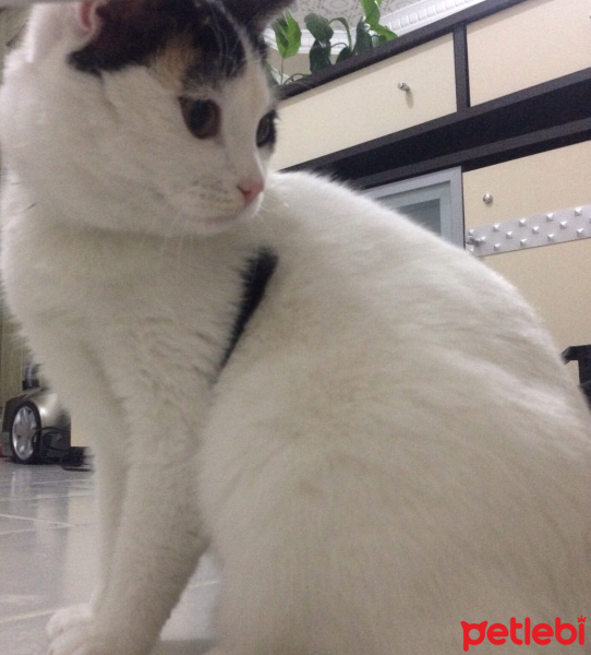 Tekir Kedi, Kedi  Mişa fotoğrafı