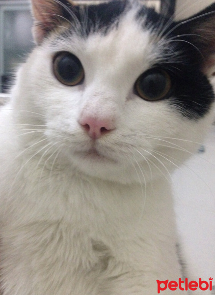 Tekir Kedi, Kedi  Mişa fotoğrafı