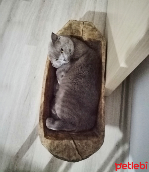 Scottish Fold, Kedi  Köfte fotoğrafı