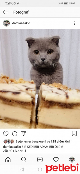 Scottish Fold, Kedi  Köfte fotoğrafı