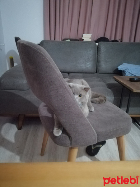 Scottish Fold, Kedi  Köfte fotoğrafı