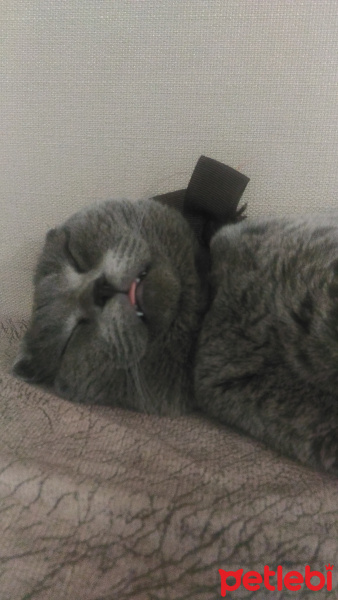 Scottish Fold, Kedi  Bulut fotoğrafı