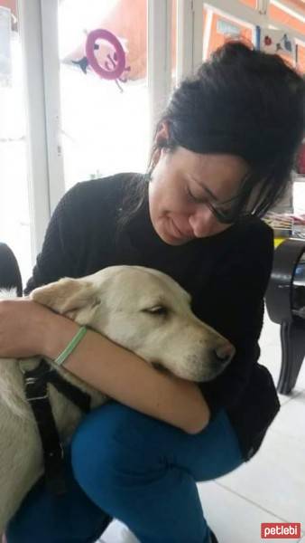 Akbaş, Köpek  Umut fotoğrafı