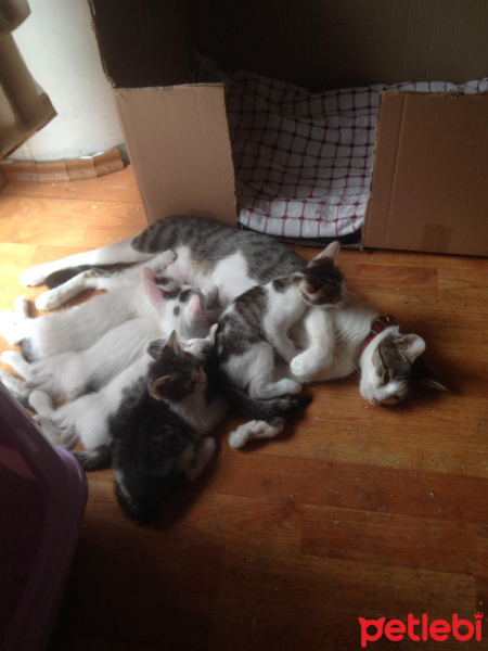 Tekir Kedi, Kedi  Boncuk fotoğrafı