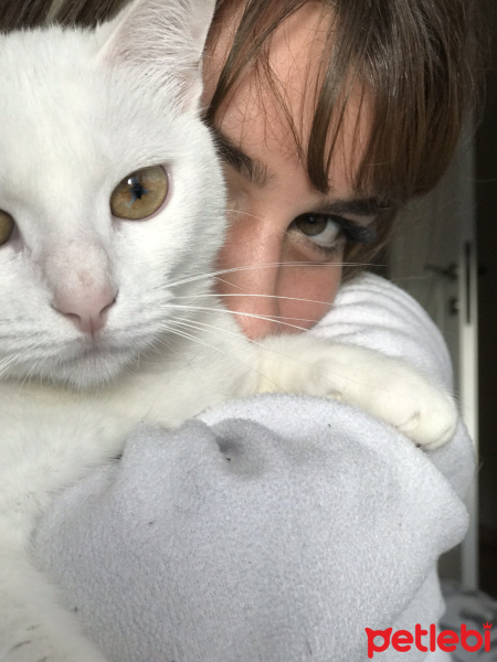 Ankara Kedisi, Kedi  Pati fotoğrafı