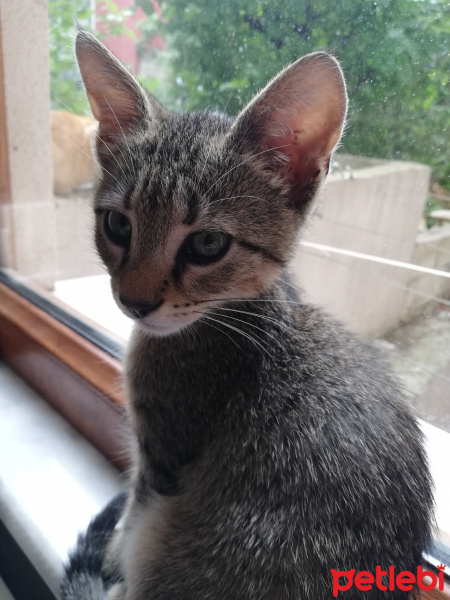 Tekir Kedi, Kedi  Venüs fotoğrafı