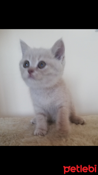 Scottish Fold, Kedi  Gofret fotoğrafı