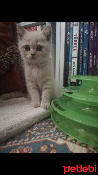 Scottish Fold, Kedi  Gofret fotoğrafı