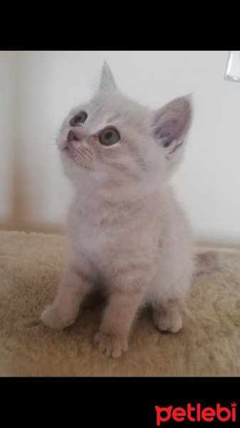Scottish Fold, Kedi  Gofret fotoğrafı