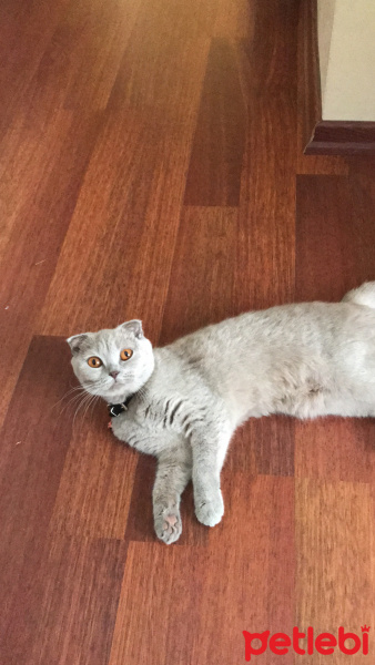 Scottish Fold, Kedi  Pırıl fotoğrafı