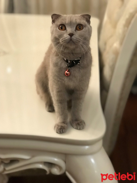 Scottish Fold, Kedi  Pırıl fotoğrafı