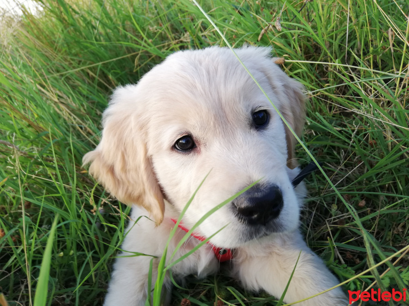 Golden Retriever, Köpek  MAX fotoğrafı