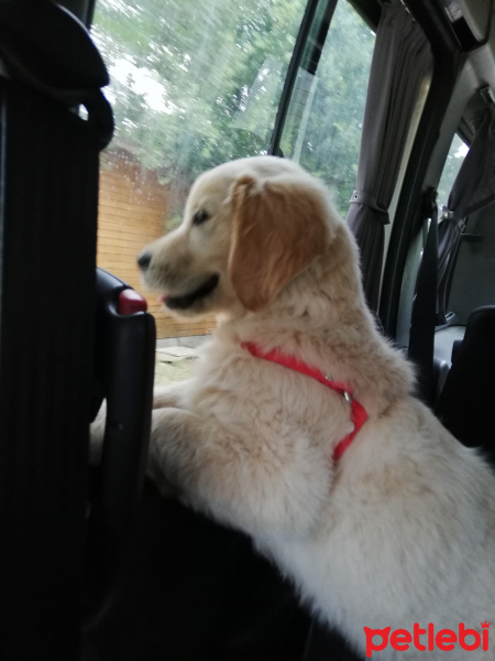 Golden Retriever, Köpek  MAX fotoğrafı