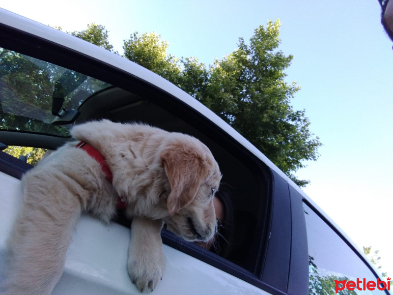 Golden Retriever, Köpek  MAX fotoğrafı