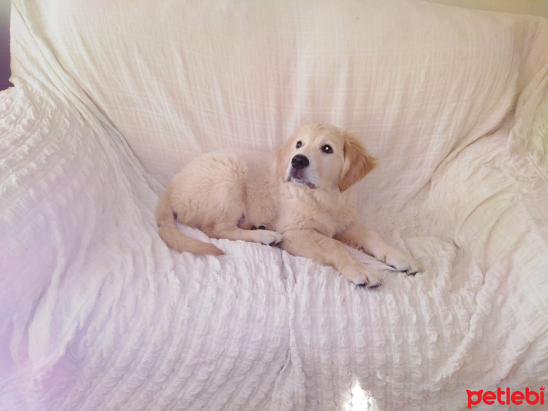 Golden Retriever, Köpek  MAX fotoğrafı