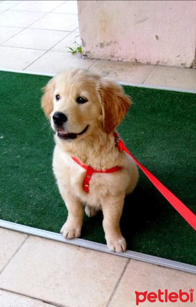 Golden Retriever, Köpek  MAX fotoğrafı