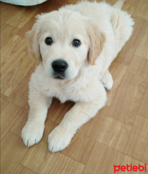 Golden Retriever, Köpek  MAX fotoğrafı