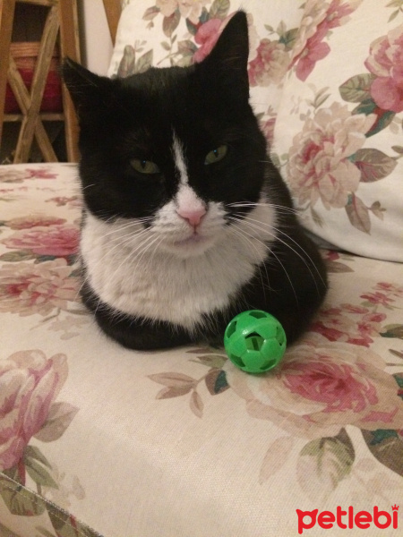 Tuxedo (Smokin) Kedi, Kedi  Maske fotoğrafı