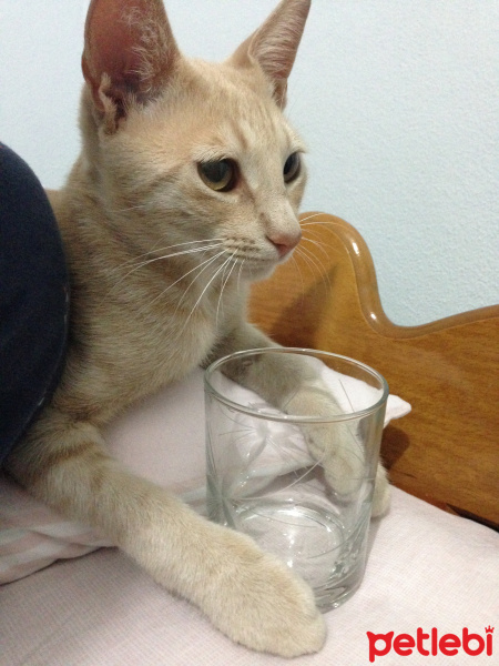 Tekir Kedi, Kedi  Boza fotoğrafı